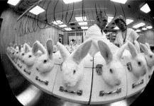 Animal testing continues every day all over the world. There is great cruelty inbuilt into most products than would ever be admitted by private industry. Lethal doses of pesticides and all kinds of poisons. Products on their skin their eyes. This must end